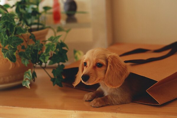 Милый щенок в пакете у растения