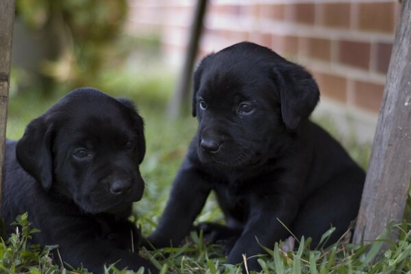 Zwei schwarze Labrador-Welpen