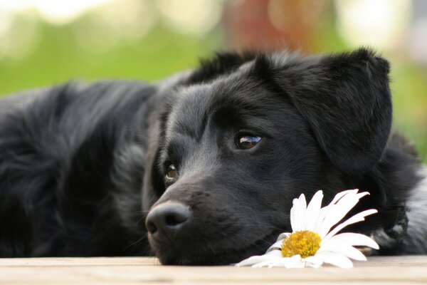 Triste cane nero in attesa del proprietario