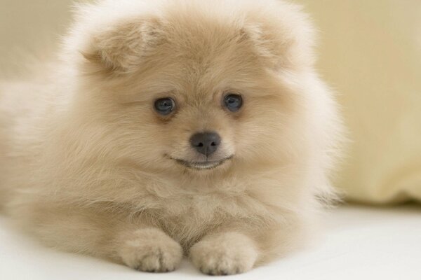 A small fluffy white dog