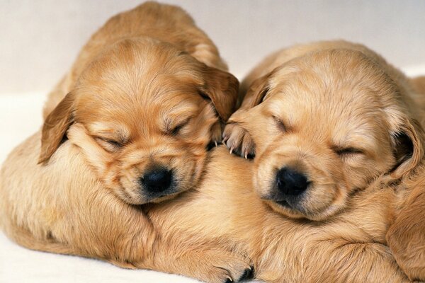 Sleeping puppies. Golden puppies