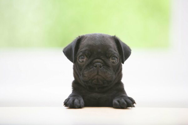 Cachorro negro de nariz chata