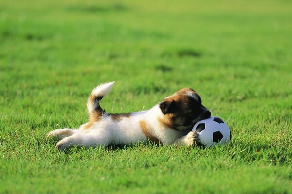 A little puppy is lying on the lawn with a soccer ball