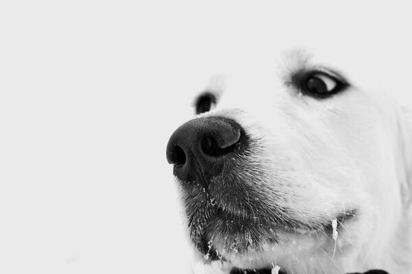 Regard réfléchi d un chien blanc avec de la neige sur une moustache