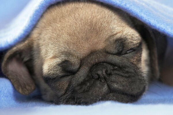 Chiot Carlin dort sous une couverture bleue