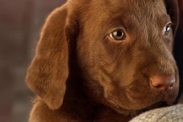 Mały Labrador w rękach człowieka