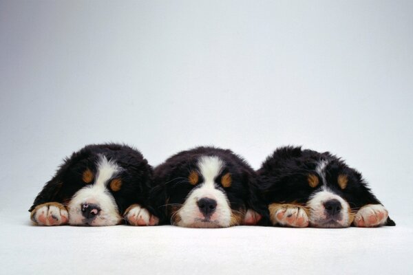 Three little puppies are sleeping