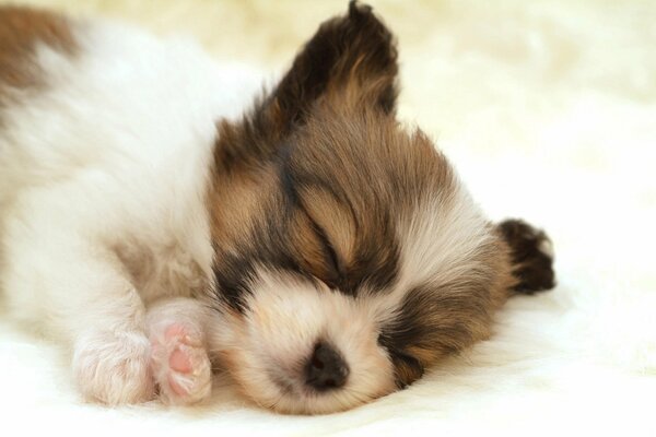 The puppy sleeps on a white blanket