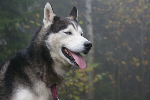 Bene nella foresta su una passeggiata con il cane