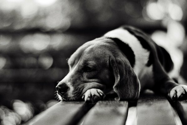 Perro triste acostado en un banco