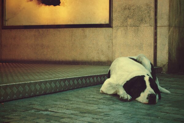 Ein einsamer Hund liegt in Erwartung des Besitzers