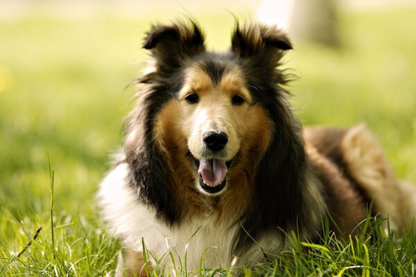 Lustiger Collie liegt auf dem Rasen