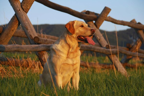 Labrador siedzi przy płocie z wyciągniętym językiem