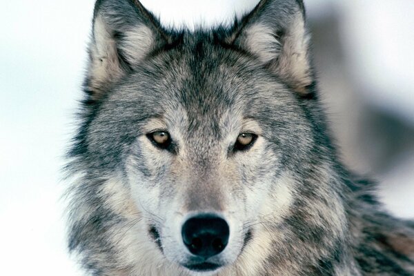 Vue du loup sur fond d hiver