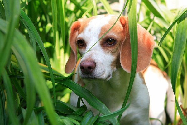 Chiot mignon assis dans l herbe