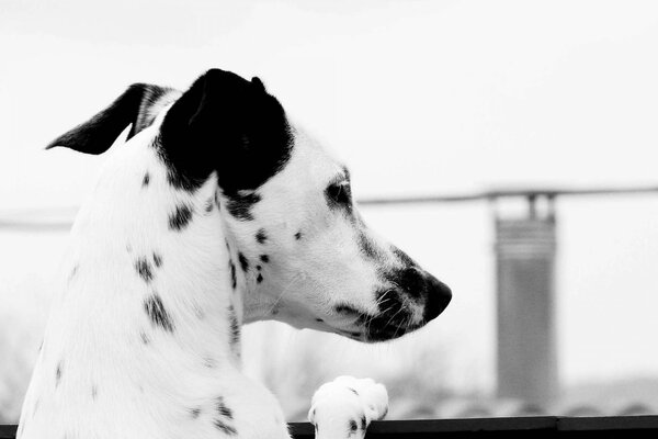 Foto in bianco e nero del cane dolmatin