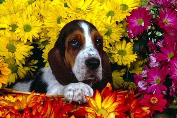 Chien assis dans des bouquets de fleurs multicolores