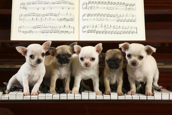 Five merry chihuahuachenka pianists