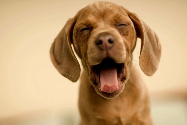 Puppy brown yawns ears weigh