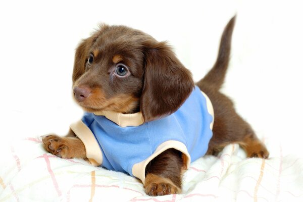 Cachorro marrón con una camiseta sobre un fondo blanco