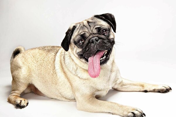 Pug alegre con la lengua sacada