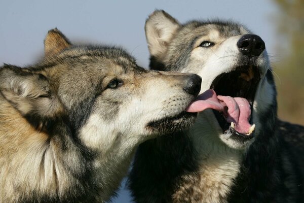 Français baiser deux loups