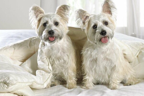 Deux chiots Jumeaux blancs