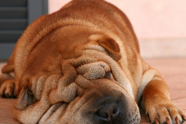 Shar Pei renifle doucement son nez dans son sommeil