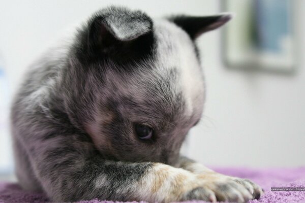 At home, a smoky puppy plays with a carpet