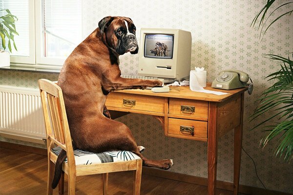 Bulldog is sitting on a chair at the computer