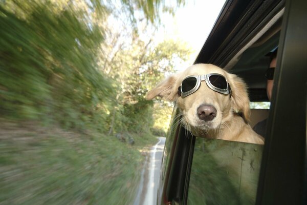 Road car rides sabaka in glasses