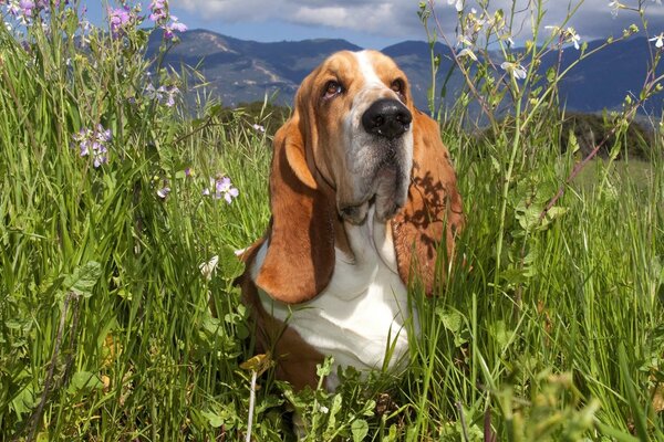 Basset en hierba y flores