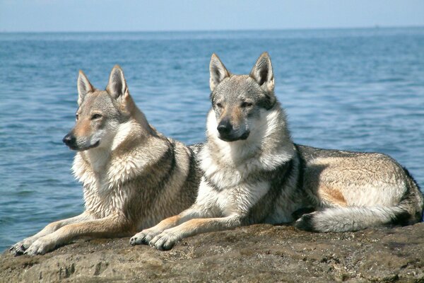 Two wolves on the background of the sea