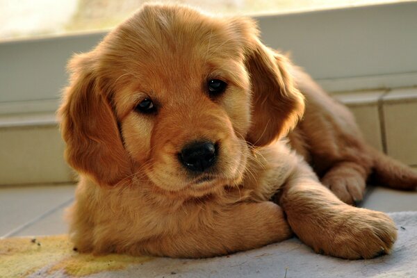 Labrador retriever puppy with red coloring