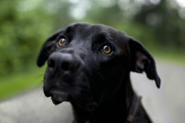 Sguardo del cane nero