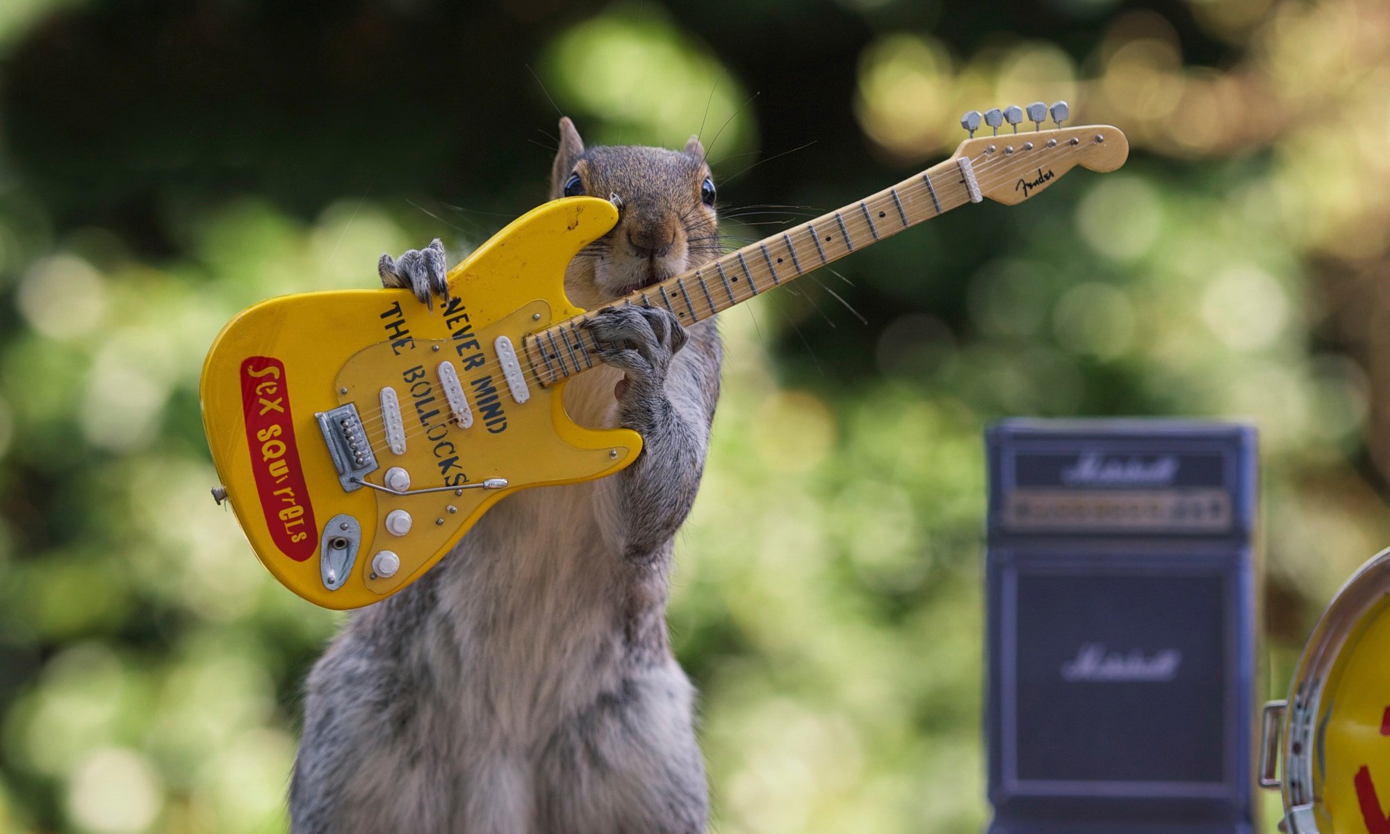 sesso scoiattolo scoiattolo chitarra concerto