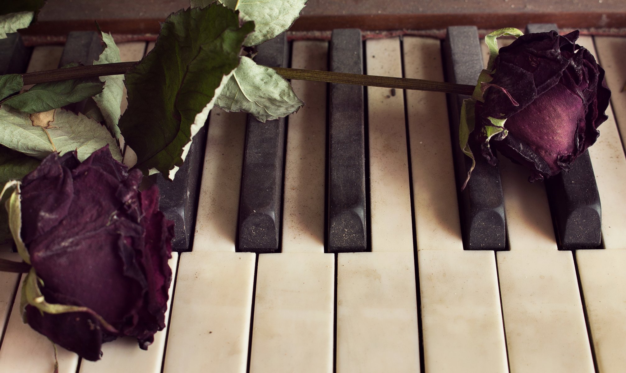 piano flores rosas