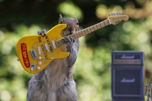 Wiewiórka z żółtą gitara elektryczna koncert