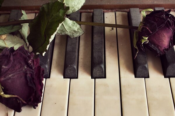 Boutons de roses séchées sur les touches du piano