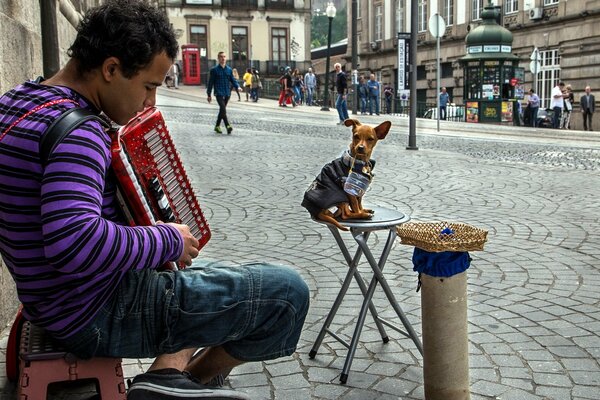 Músico callejero con perro tocando acordeón
