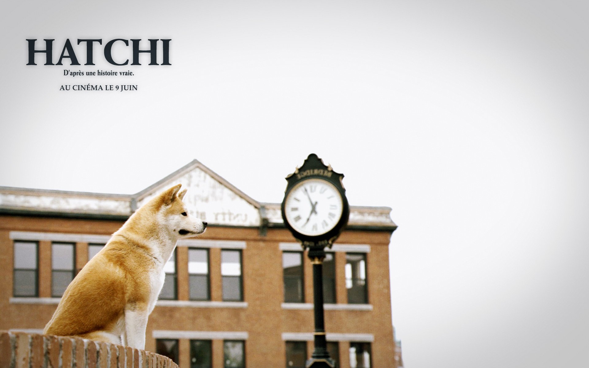 hachiko good friend dog