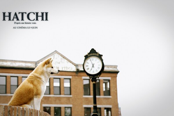 Película Hachiko el amigo fiel