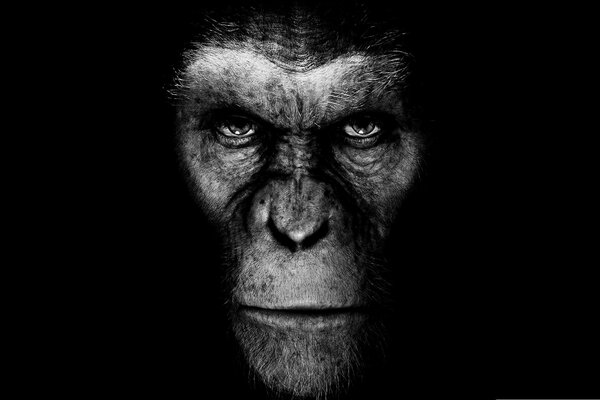 Scimmia dal film Rise of the planet of the Apes su sfondo nero