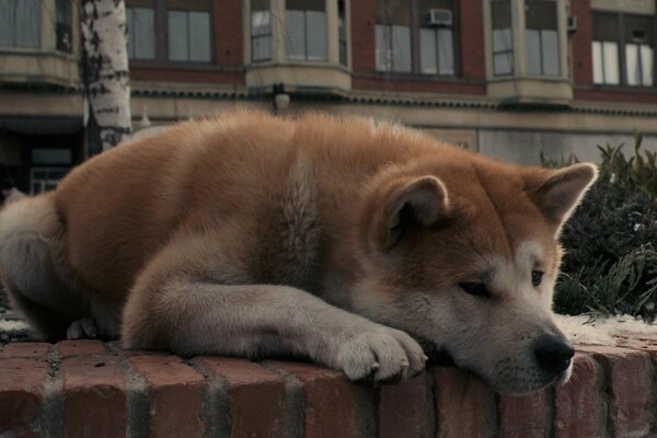 Faithful dog Hachiko lies and is sad