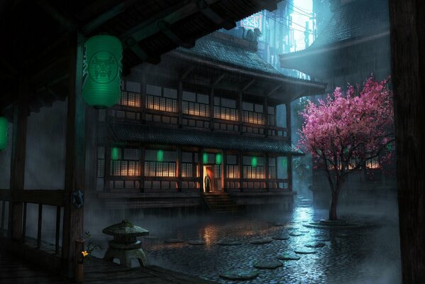 Цветущее дерево сакуры под дождём