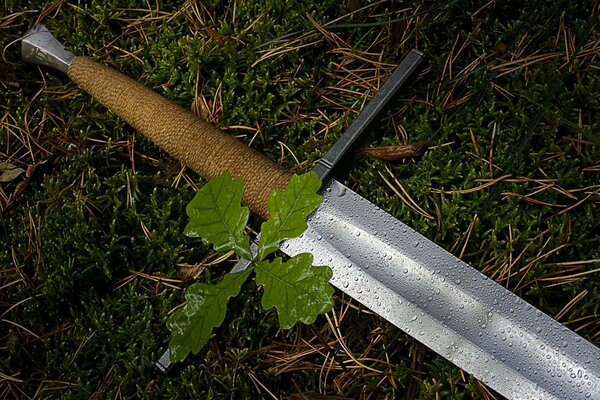 Bâton d épée sur la mousse dans la rosée