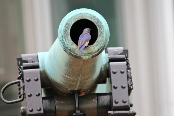 Ein Vogel, der in einer Gewehrblase sitzt