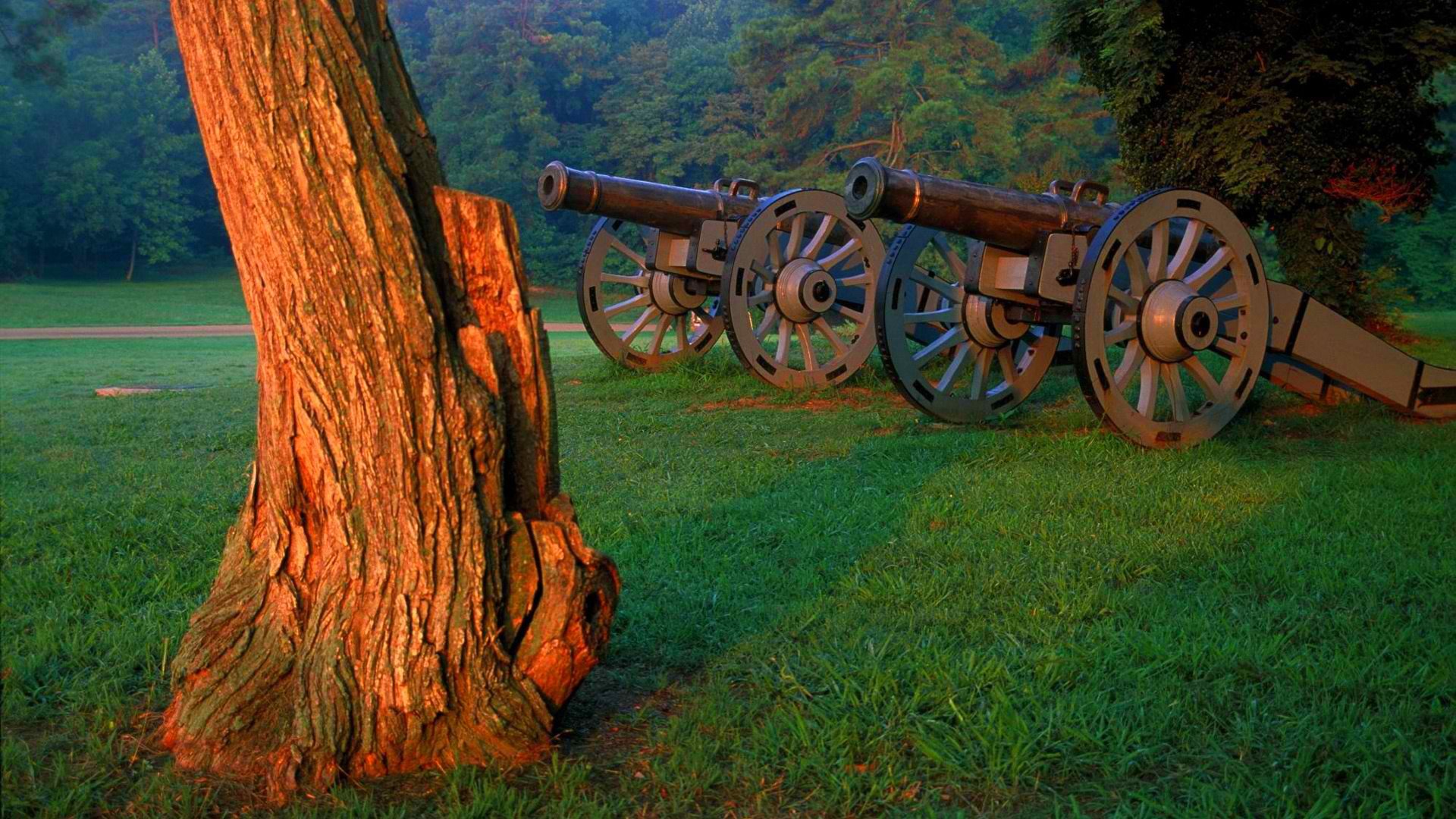 bosque borde hierba árbol cañón carro rueda