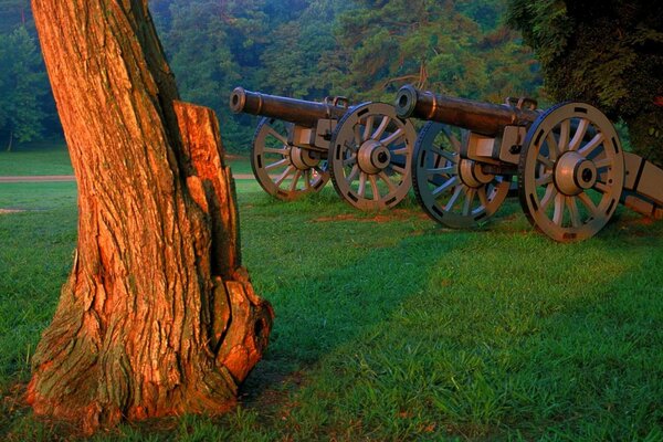 Due pistole sull erba nella foresta