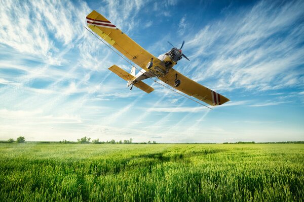 Sullo sfondo di un bellissimo campo vola un mais giallo